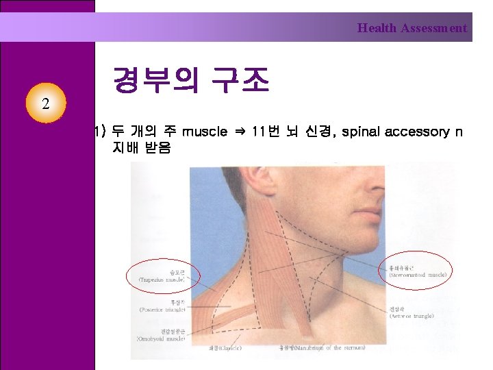 Health Assessment 2 경부의 구조 1) 두 개의 주 muscle ⇒ 11번 뇌 신경,