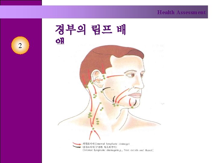 Health Assessment 2 경부의 림프 배 액 