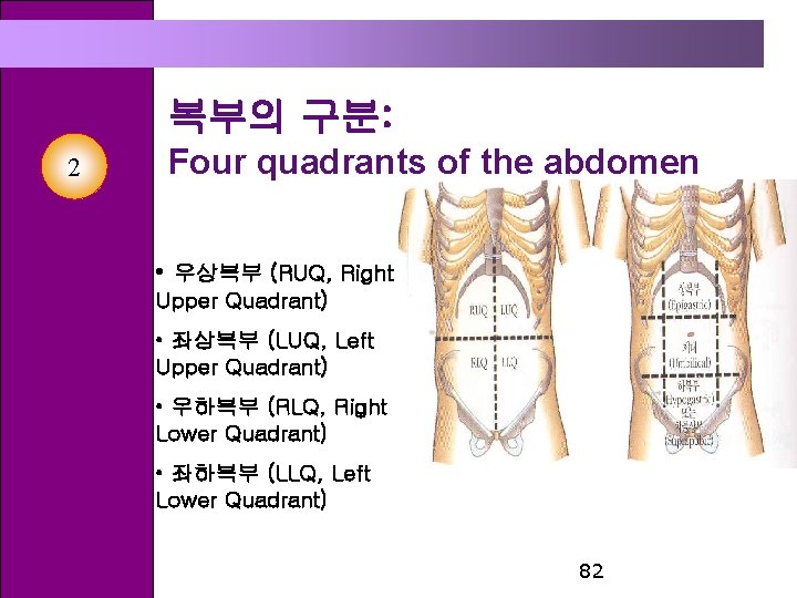 복부의 구분: 2 Four quadrants of the abdomen • 우상복부 (RUQ, Right Upper Quadrant)