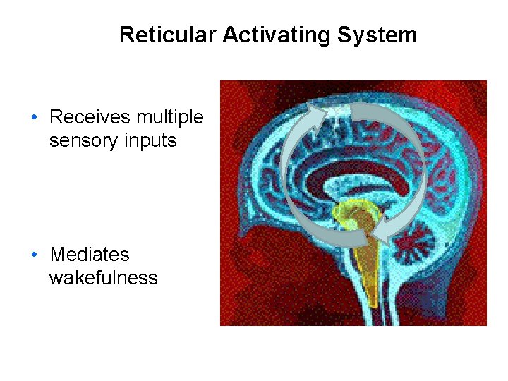 Reticular Activating System • Receives multiple sensory inputs • Mediates wakefulness 