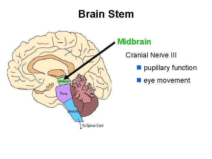 Brain Stem Midbrain Cranial Nerve III n pupillary function n eye movement 