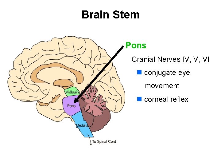 Brain Stem Pons Cranial Nerves IV, V, VI n conjugate eye movement n corneal