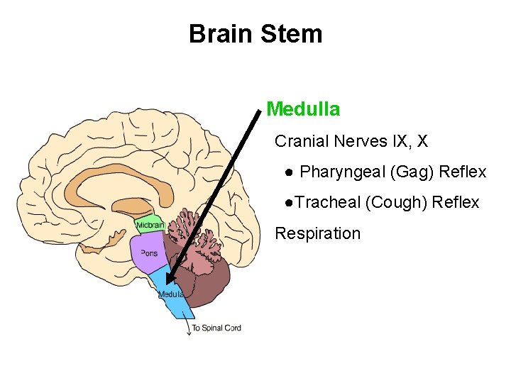 Brain Stem Medulla Cranial Nerves IX, X ● Pharyngeal (Gag) Reflex ●Tracheal (Cough) Reflex