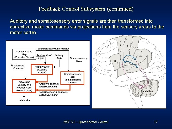 Feedback Control Subsystem (continued) Auditory and somatosensory error signals are then transformed into corrective