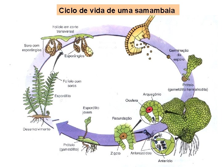 Ciclo de vida de uma samambaia 