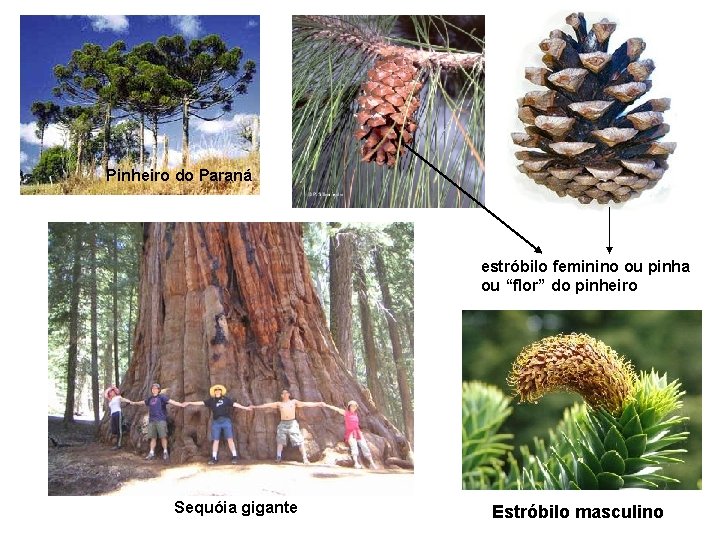 Pinheiro do Paraná estróbilo feminino ou pinha ou “flor” do pinheiro Sequóia gigante Estróbilo