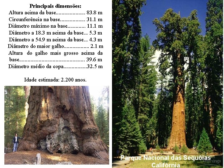 Principais dimensões: Altura acima da base. . . . . 83. 8 m Circunferência