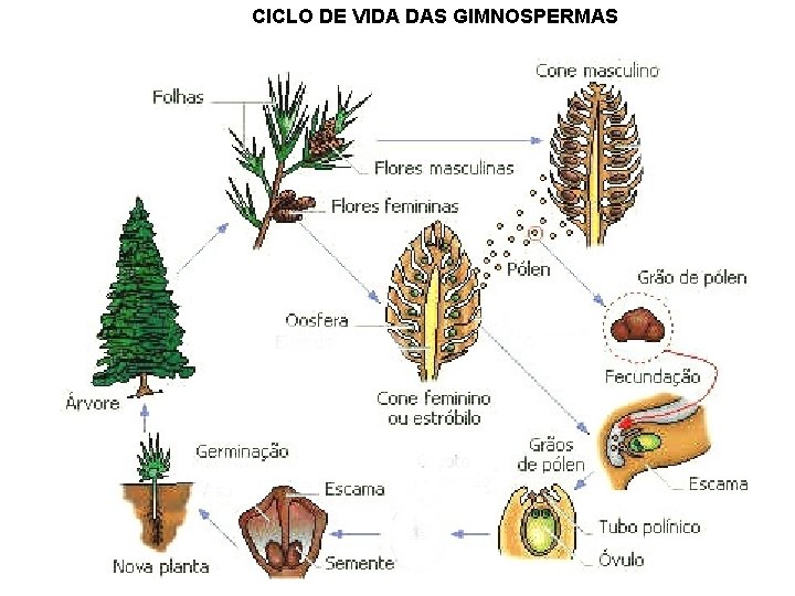 CICLO DE VIDA DAS GIMNOSPERMAS 