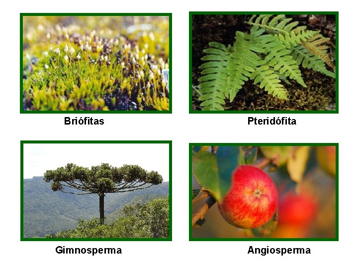 hepáticas Briófitas Gimnosperma Pteridófita Angiosperma 