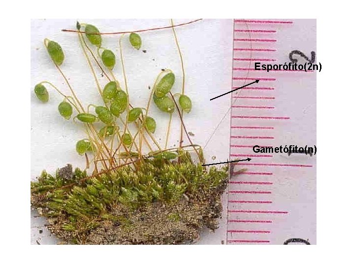 Esporófito(2 n) Gametófito(n) 