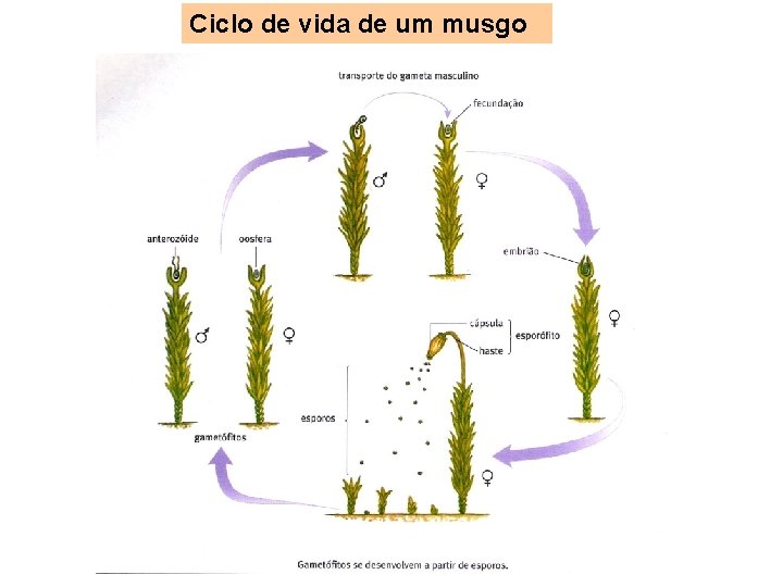 Ciclo de vida de um musgo 