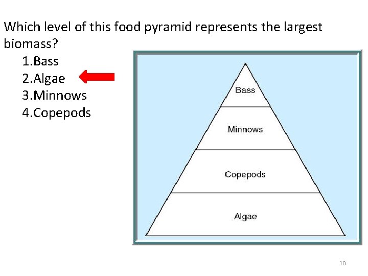 Which level of this food pyramid represents the largest biomass? 1. Bass 2. Algae Which level of this food pyramid represents the largest biomass? 1. Bass 2. Algae