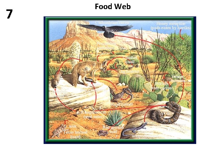 Food Web 7 Chihuahuan raven Honey mesquite (pods eaten by beetles) Pronghorn antelope Gambel Food Web 7 Chihuahuan raven Honey mesquite (pods eaten by beetles) Pronghorn antelope Gambel