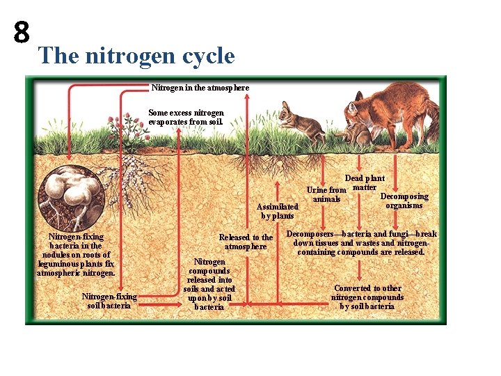 8 The nitrogen cycle Nitrogen in the atmosphere Some excess nitrogen evaporates from soil. 8 The nitrogen cycle Nitrogen in the atmosphere Some excess nitrogen evaporates from soil.