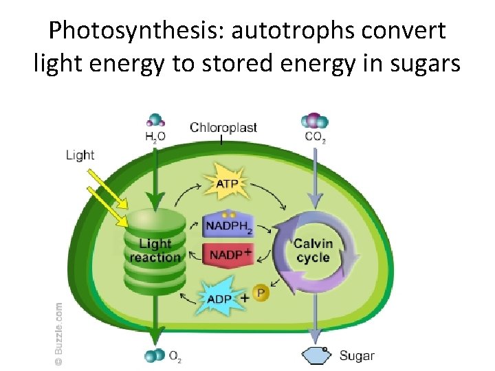 Photosynthesis: autotrophs convert light energy to stored energy in sugars Photosynthesis: autotrophs convert light energy to stored energy in sugars