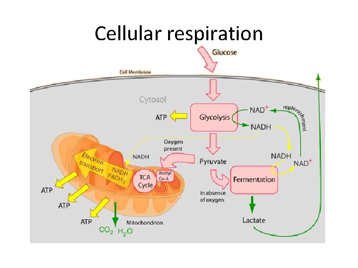 Cellular respiration Cellular respiration