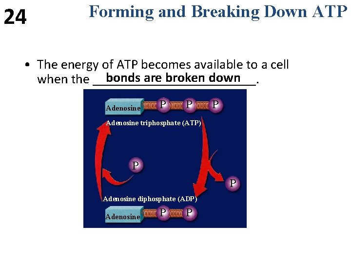 24 Forming and Breaking Down ATP • The energy of ATP becomes available to 24 Forming and Breaking Down ATP • The energy of ATP becomes available to