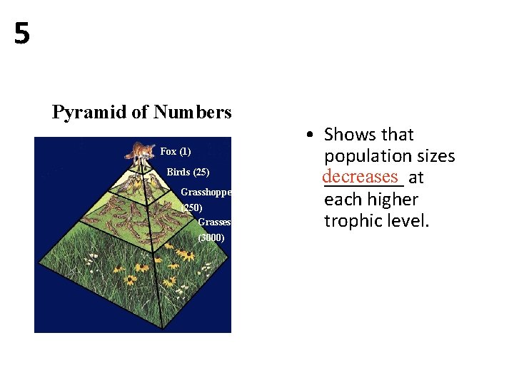 5 Pyramid of Numbers Fox (1) Birds (25) Grasshoppers (250) Grasses (3000) • Shows 5 Pyramid of Numbers Fox (1) Birds (25) Grasshoppers (250) Grasses (3000) • Shows