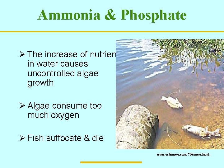 Ammonia & Phosphate Ø The increase of nutrients in water causes uncontrolled algae growth