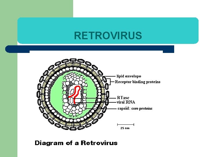 RETROVIRUS 