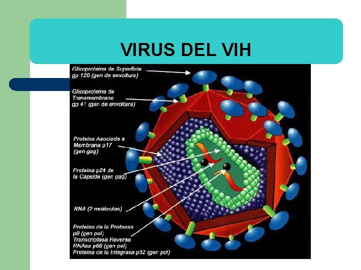 VIRUS DEL VIH 