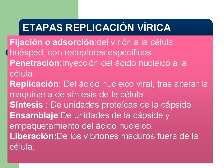 ETAPAS REPLICACIÓN VÍRICA Fijación o adsorción: del virión a la célula huésped, con receptores