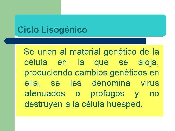 Ciclo Lisogénico Se unen al material genético de la célula en la que se