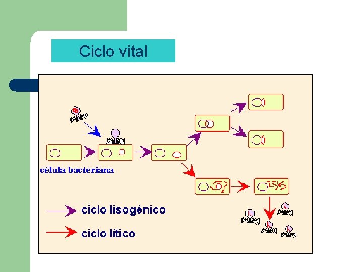  Ciclo vital 