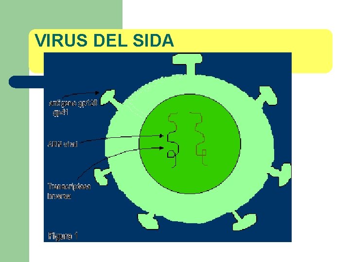 VIRUS DEL SIDA 