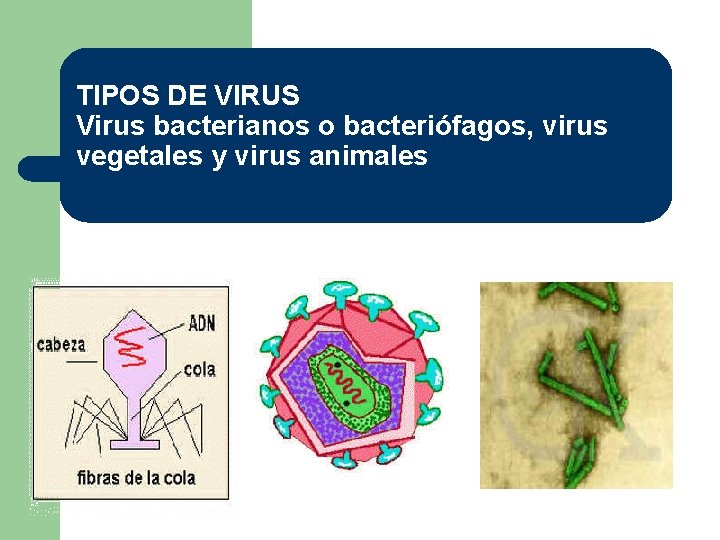 TIPOS DE VIRUS Virus bacterianos o bacteriófagos, virus vegetales y virus animales 