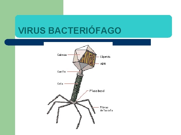 VIRUS BACTERIÓFAGO 