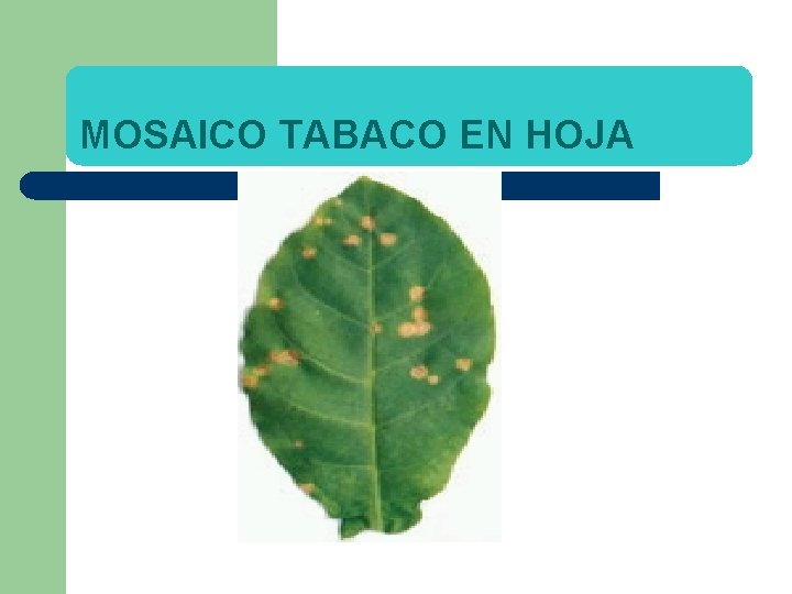 MOSAICO TABACO EN HOJA 