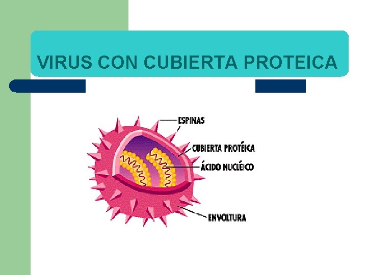 VIRUS CON CUBIERTA PROTEICA 