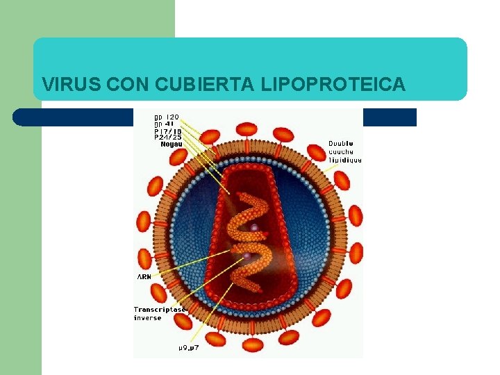 VIRUS CON CUBIERTA LIPOPROTEICA 