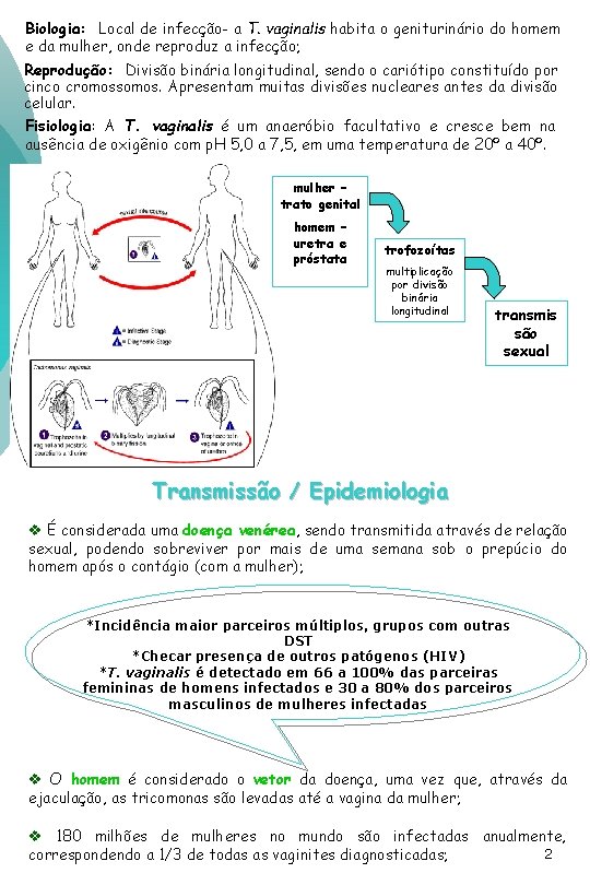 Biologia: Local de infecção- a T. vaginalis habita o geniturinário do homem e da