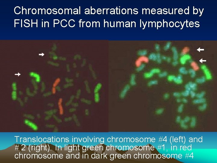 Chromosomal aberrations measured by FISH in PCC from human lymphocytes Translocations involving chromosome 4