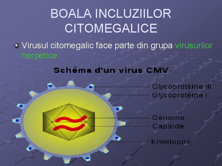 BOALA INCLUZIILOR CITOMEGALICE Virusul citomegalic face parte din grupa virusurilor herpetice 