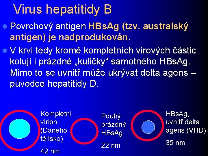 Virus hepatitidy B l Povrchový antigen HBs. Ag (tzv. australský antigen) je nadprodukován. l