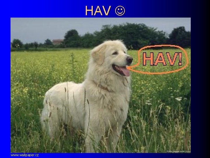 HAV www. wallpaper. cz 