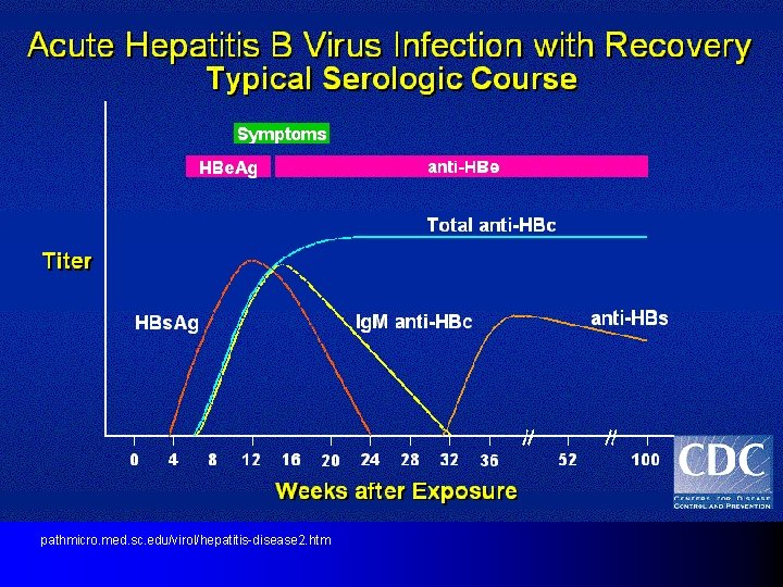 pathmicro. med. sc. edu/virol/hepatitis-disease 2. htm 