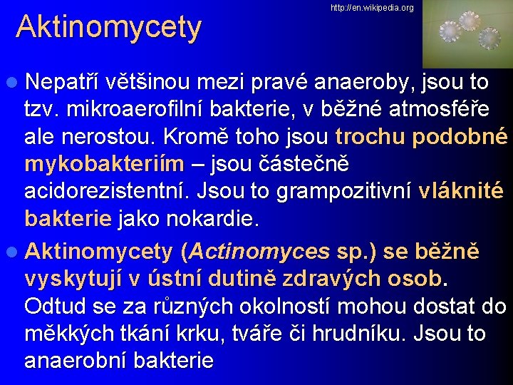 Aktinomycety http: //en. wikipedia. org l Nepatří většinou mezi pravé anaeroby, jsou to tzv.