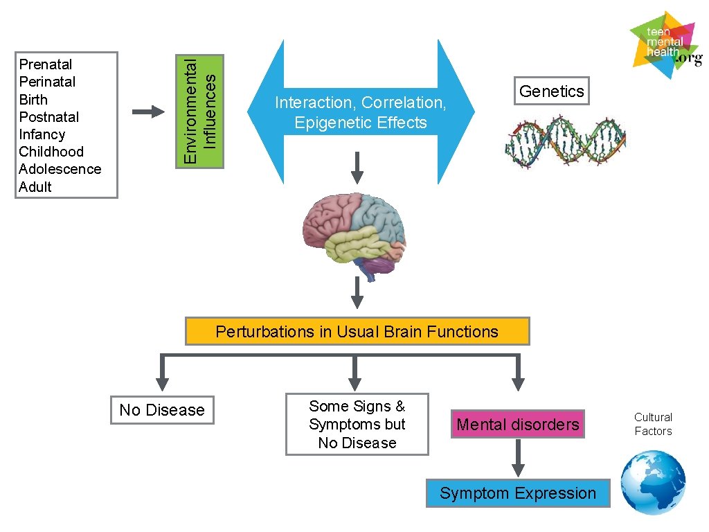 Environmental Influences Prenatal Perinatal Birth Postnatal Infancy Childhood Adolescence Adult Genetics Interaction, Correlation, Epigenetic