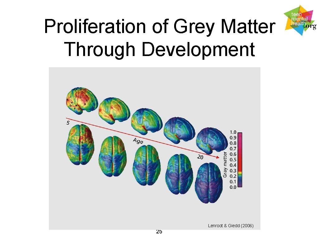 Proliferation of Grey Matter Through Development. . Lenroot & Giedd (2006) 25 