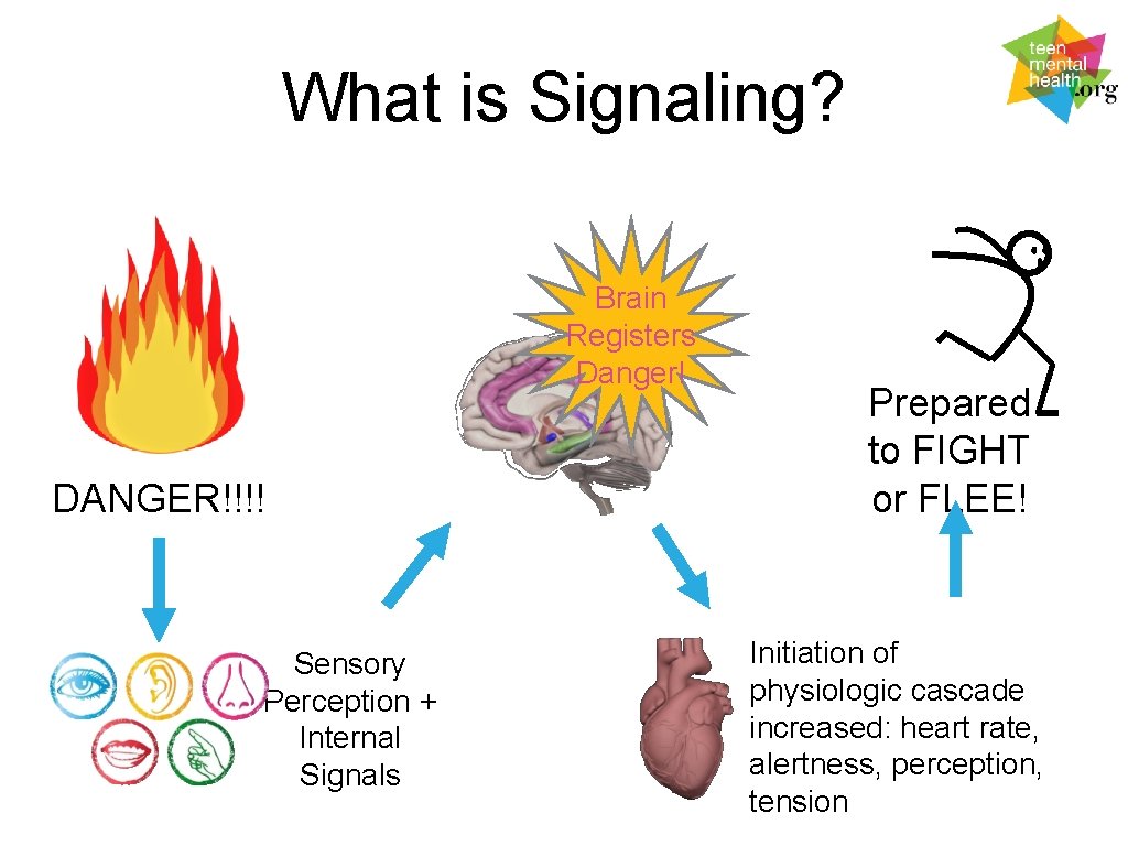 What is Signaling? Brain Registers Danger! DANGER!!!! Sensory Perception + Internal Signals Prepared to