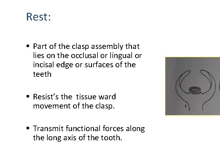 Rest: § Part of the clasp assembly that lies on the occlusal or lingual