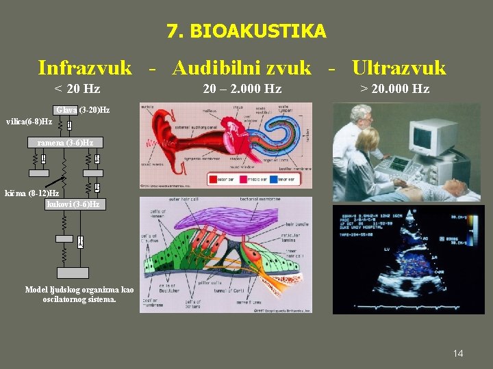 7. BIOAKUSTIKA Infrazvuk - Audibilni zvuk - Ultrazvuk < 20 Hz 20 – 2.