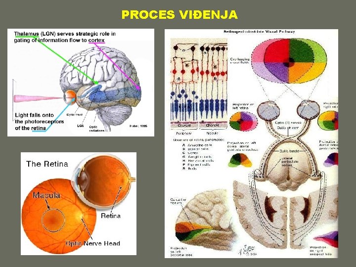 PROCES VIĐENJA 17 