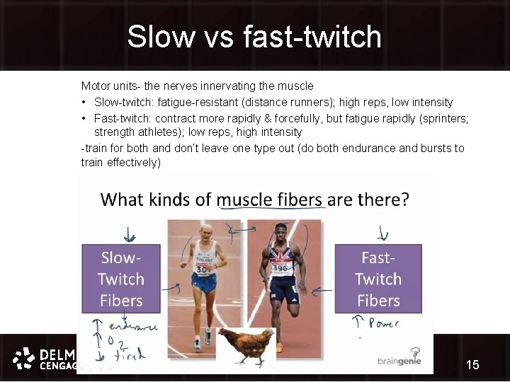 Slow vs fast-twitch Motor units- the nerves innervating the muscle • Slow-twitch: fatigue-resistant (distance