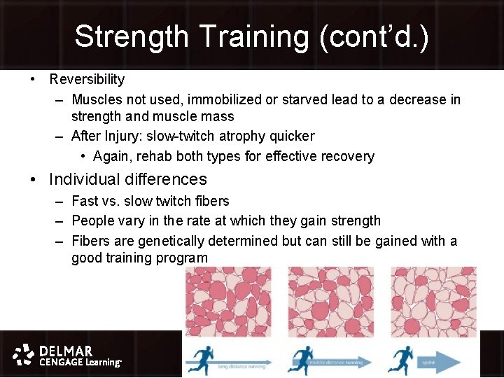 Strength Training (cont’d. ) • Reversibility – Muscles not used, immobilized or starved lead