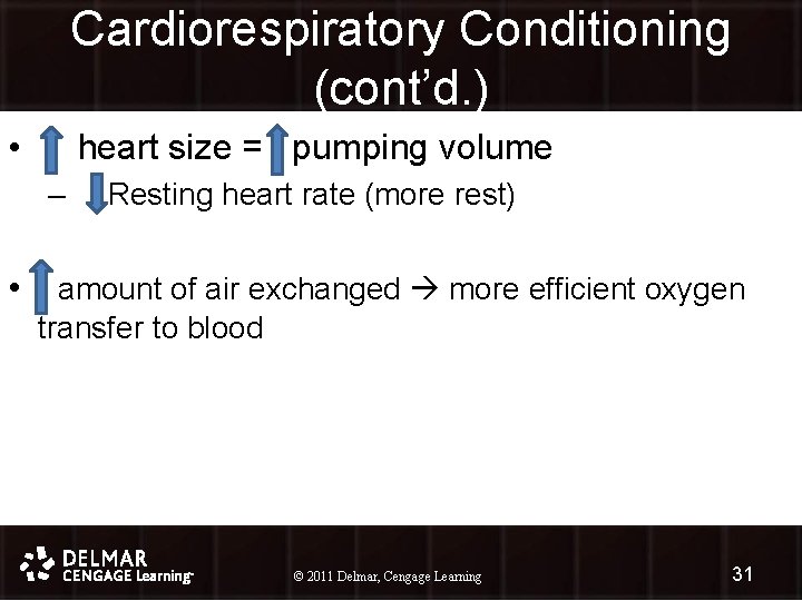 Cardiorespiratory Conditioning (cont’d. ) • heart size = pumping volume – Resting heart rate